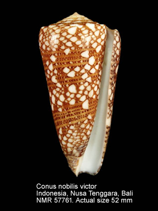 Conus nobilis victor.jpg - Conus nobilis victorBroderip,1842